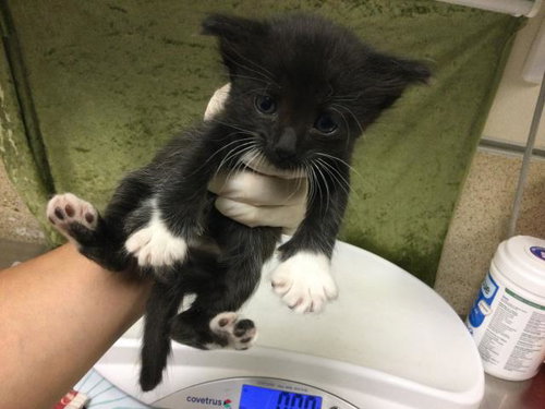 RALPH LAUREN, Baby Domestic Short Hair (medium coat), cat for adoption in Diamond Bar, California