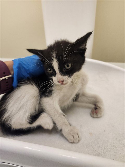 A1912312, Baby Domestic Short Hair / Mixed (medium coat), cat for adoption in Diamond Bar, California