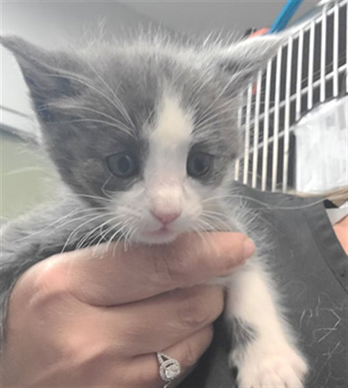 A1912321, Baby Domestic Short Hair / Mixed (medium coat), cat for adoption in Diamond Bar, California
