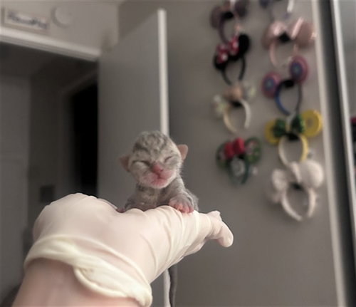 PANCHITO, Baby Domestic Short Hair (medium coat), cat for adoption in Diamond Bar, California