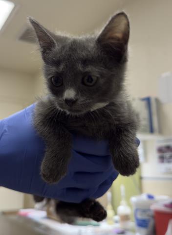 TOMMY, Baby Domestic Short Hair (medium coat), cat for adoption in Diamond Bar, California