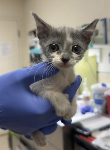 MARBLE, Baby Domestic Short Hair (medium coat), cat for adoption in Diamond Bar, California
