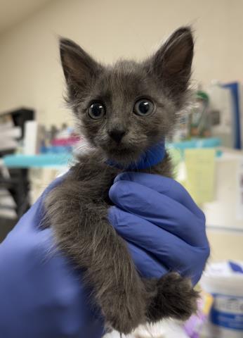 TIMMY, Baby Domestic Short Hair (medium coat), cat for adoption in Diamond Bar, California