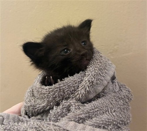 BOSCO, Baby Domestic Short Hair (medium coat), cat for adoption in Diamond Bar, California