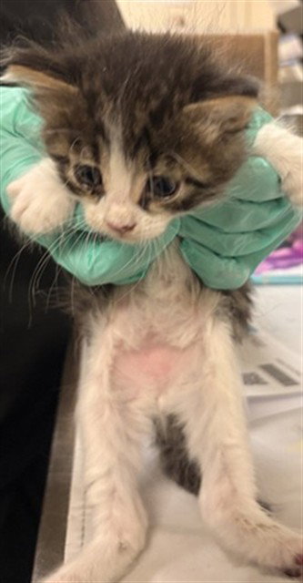 LUIGI, Baby Domestic Short Hair (medium coat), cat for adoption in Diamond Bar, California