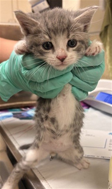 YOSHI, Baby Domestic Short Hair (medium coat), cat for adoption in Diamond Bar, California