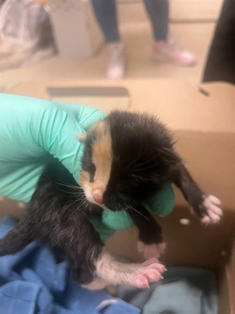 PAQUITA, Baby Domestic Short Hair (medium coat), cat for adoption in Diamond Bar, California