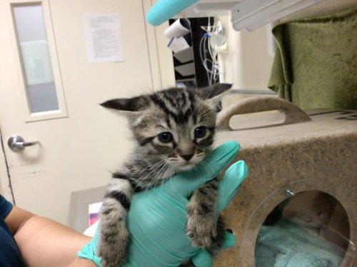 A1913199, Baby Domestic Short Hair (medium coat), cat for adoption in Diamond Bar, California