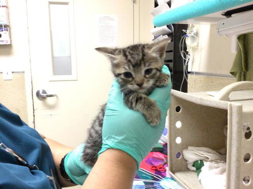 A1913204, Baby Domestic Short Hair (medium coat), cat for adoption in Diamond Bar, California