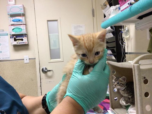 A1913205, Baby Domestic Short Hair (medium coat), cat for adoption in Diamond Bar, California