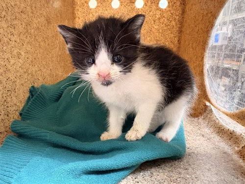 MELL, Baby Domestic Short Hair (medium coat), cat for adoption in Diamond Bar, California