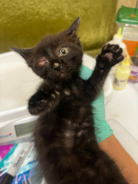 A1913549, Baby Domestic Short Hair (medium coat), cat for adoption in Diamond Bar, California