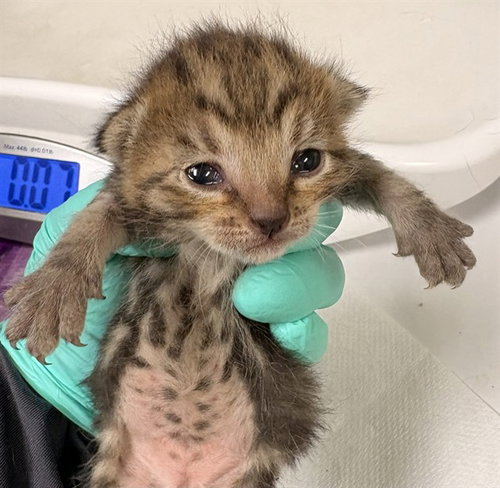 BON BON, Baby Domestic Short Hair (medium coat), cat for adoption in Diamond Bar, California