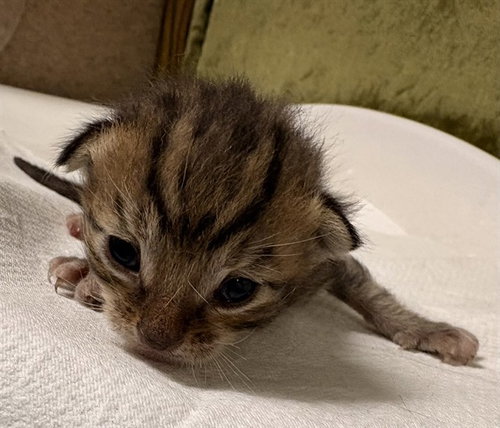 JESSIE, Baby Domestic Short Hair (medium coat), cat for adoption in Diamond Bar, California