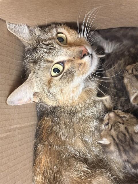A1913614, Adult Domestic Short Hair (medium coat), cat for adoption in Diamond Bar, California