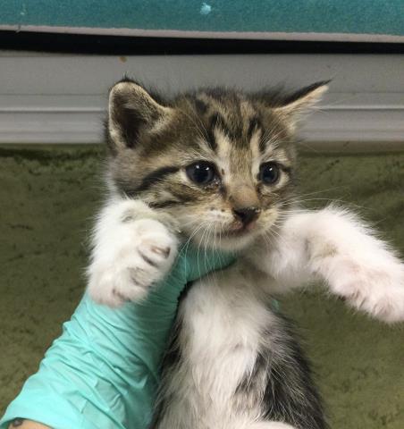 STACY, Baby Domestic Long Hair (medium coat), cat for adoption in Diamond Bar, California