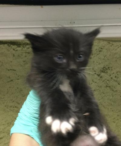 SANDRA, Baby Domestic Long Hair (medium coat), cat for adoption in Diamond Bar, California