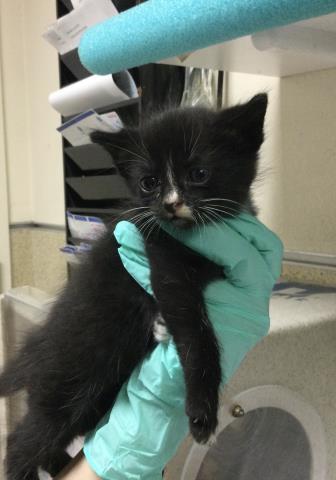 MIKE, Baby Domestic Long Hair (medium coat), cat for adoption in Diamond Bar, California