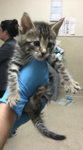 MARGARET, Baby Domestic Short Hair (medium coat), cat for adoption in Diamond Bar, California