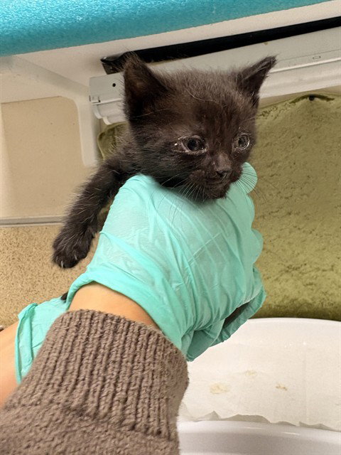 SALEM, Baby Domestic Short Hair (medium coat), cat for adoption in Diamond Bar, California