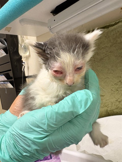 PEARL, Baby Domestic Short Hair (medium coat), cat for adoption in Diamond Bar, California