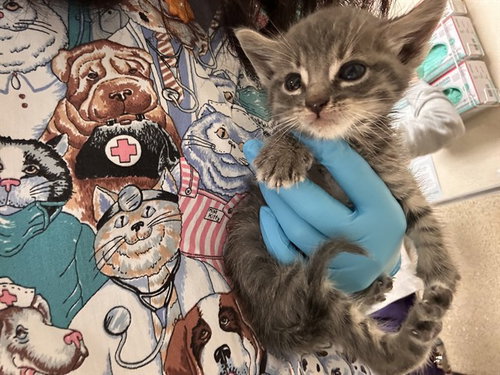 LEON, Baby Domestic Short Hair (medium coat), cat for adoption in Diamond Bar, California