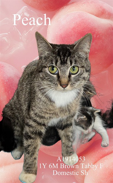 PEACH, Adult Domestic Short Hair (medium coat), cat for adoption in Diamond Bar, California