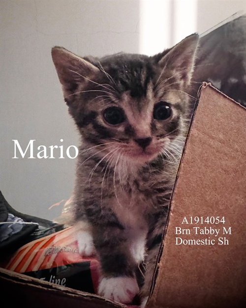 MARIO, Baby Domestic Short Hair (medium coat), cat for adoption in Diamond Bar, California