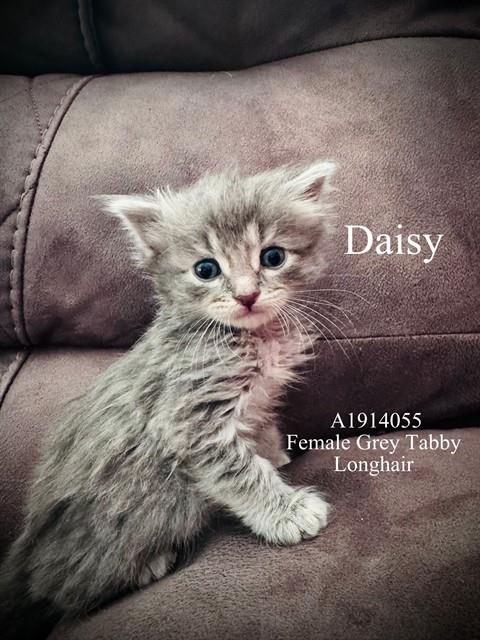 DAISY, Baby Domestic Short Hair (medium coat), cat for adoption in Diamond Bar, California