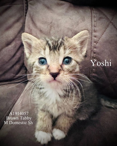 YOSHI, Baby Domestic Short Hair (medium coat), cat for adoption in Diamond Bar, California