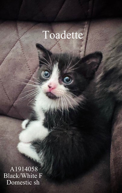 TOADETTE, Baby Domestic Short Hair (medium coat), cat for adoption in Diamond Bar, California