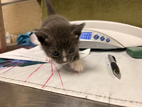 BEAUTY, Baby Domestic Short Hair (medium coat), cat for adoption in Diamond Bar, California