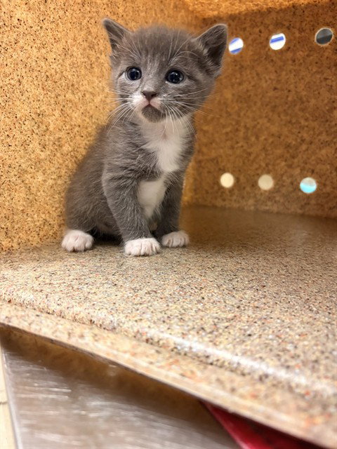 BEAST, Baby Domestic Short Hair (medium coat), cat for adoption in Diamond Bar, California