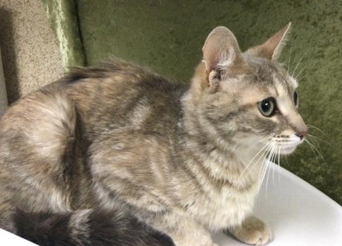 CLOUD, Adult Domestic Short Hair (medium coat), cat for adoption in Diamond Bar, California