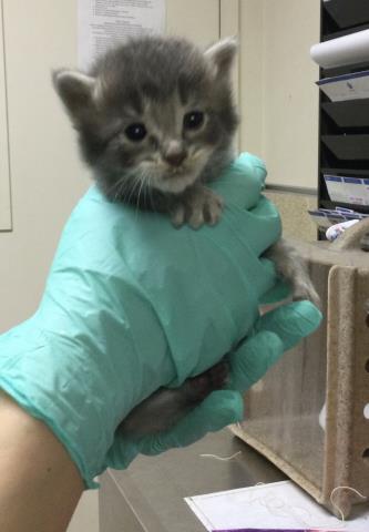 A1914265, Baby Domestic Short Hair (medium coat), cat for adoption in Diamond Bar, California