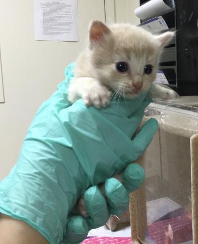 A1914267, Baby Domestic Short Hair (medium coat), cat for adoption in Diamond Bar, California