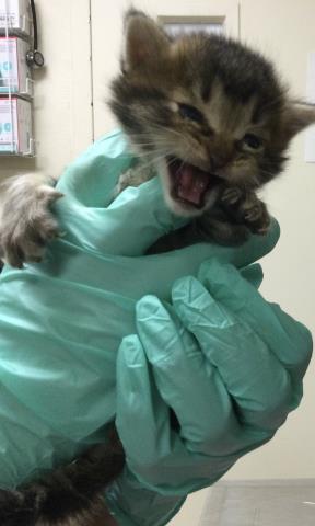 A1914268, Baby Domestic Short Hair (medium coat), cat for adoption in Diamond Bar, California