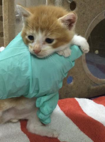 A1914275, Baby Domestic Short Hair (medium coat), cat for adoption in Diamond Bar, California