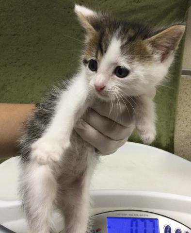 YUMMY, Baby Domestic Short Hair (medium coat), cat for adoption in Diamond Bar, California