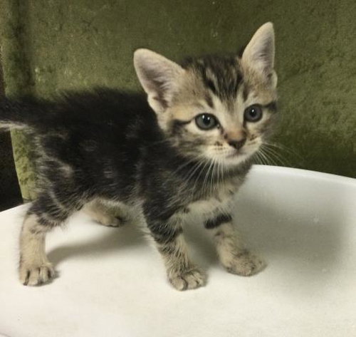 MIC, Baby Domestic Short Hair (medium coat), cat for adoption in Diamond Bar, California