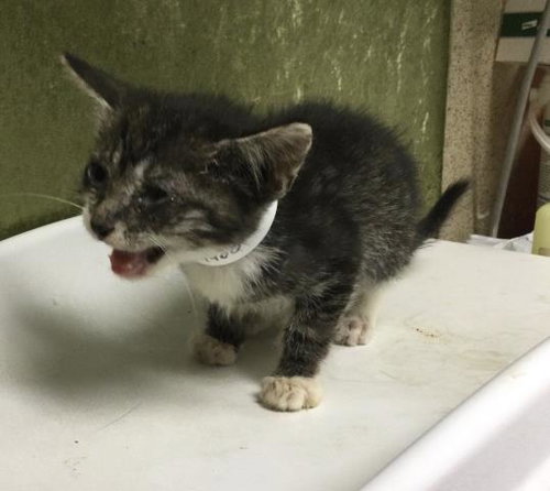 CLYDE, Baby Domestic Short Hair (medium coat), cat for adoption in Diamond Bar, California