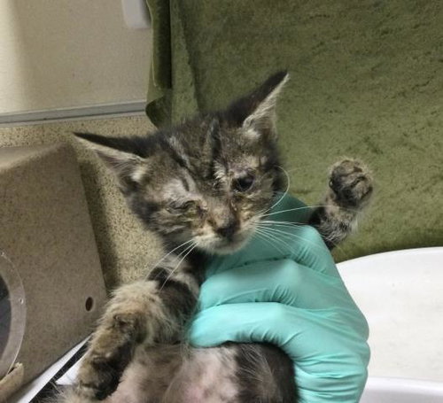BONNIE, Baby Domestic Short Hair (medium coat), cat for adoption in Diamond Bar, California