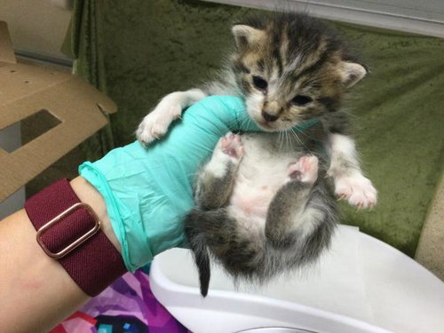 PETUNIA, Baby Domestic Short Hair (medium coat), cat for adoption in Diamond Bar, California