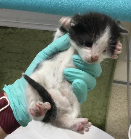 PEANUT, Baby Domestic Short Hair (medium coat), cat for adoption in Diamond Bar, California