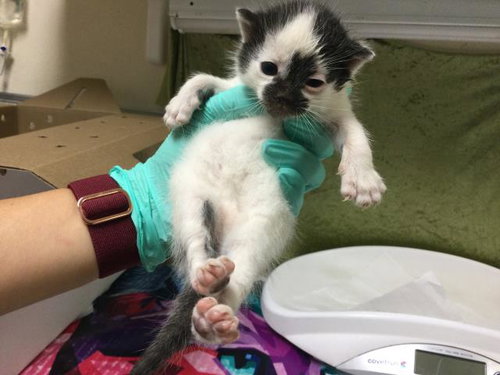 PETER, Baby Domestic Short Hair (medium coat), cat for adoption in Diamond Bar, California