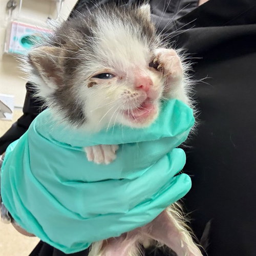 PICKLES, Baby Domestic Short Hair (medium coat), cat for adoption in Diamond Bar, California