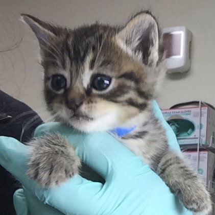 BABE, Baby Domestic Short Hair (medium coat), cat for adoption in Diamond Bar, California