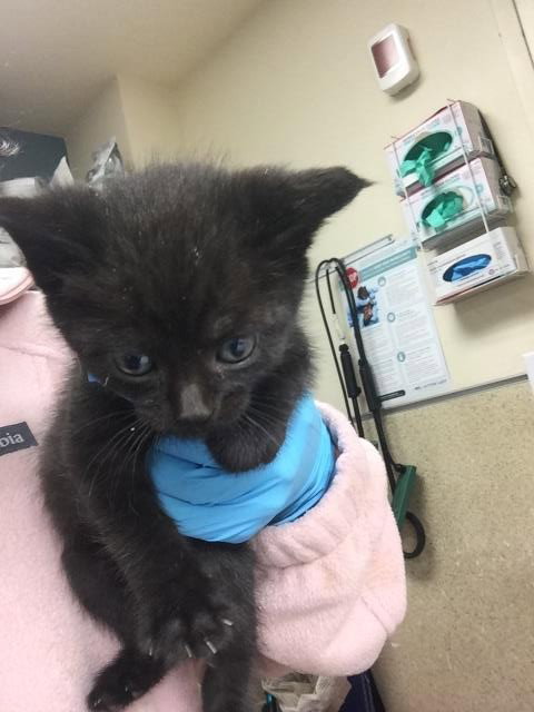 BARB, Baby Domestic Short Hair (medium coat), cat for adoption in Diamond Bar, California