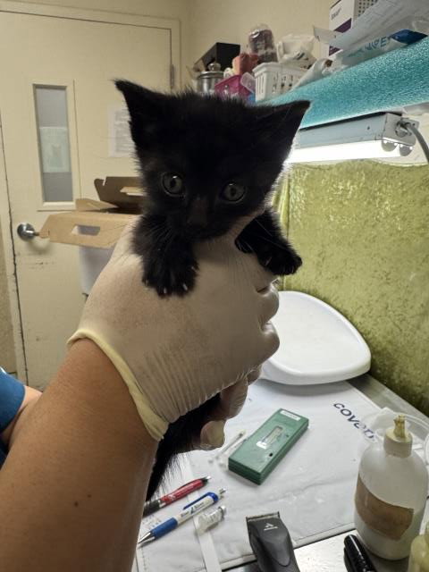 DAVID, Baby Domestic Short Hair (medium coat), cat for adoption in Diamond Bar, California