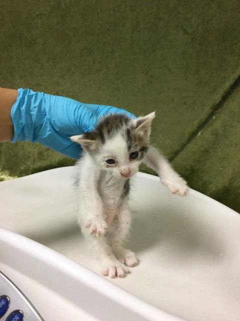 DAWN, Baby Domestic Short Hair (medium coat), cat for adoption in Diamond Bar, California